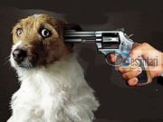 A lejohet MBYTJA E QENVE ?