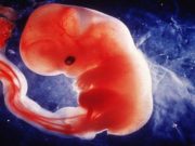 Si i caktohet njeriut Kaderi para se të lind