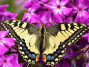 Drejtuar çdo zemreje të thyer