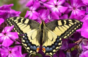 Urtësia e krijimit të qenieve të gjalla