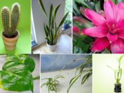 7 bimët më të mira shtëpiake