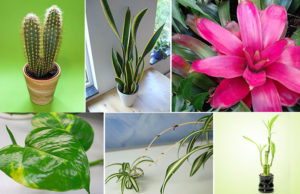 7 bimët më të mira shtëpiake