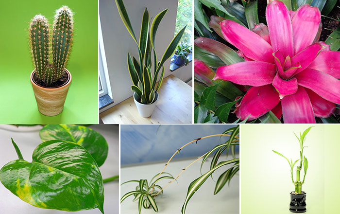 7 bimët më të mira shtëpiake