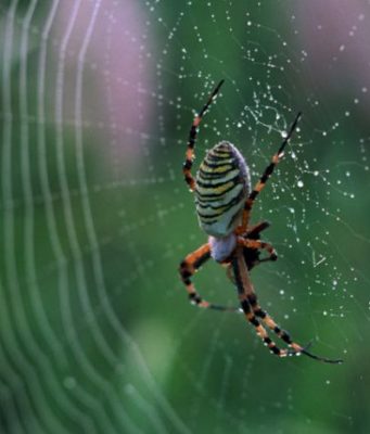 Helmi i merimangës vdekjeprurëse shpëton jetë