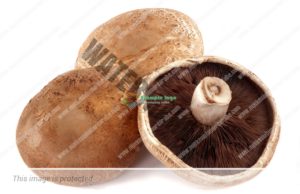 Kërpudhat; Të dobishme apo të dëmshme?