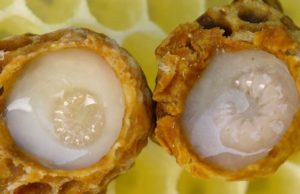 Efektet kuruese te qumeshtit te bletes