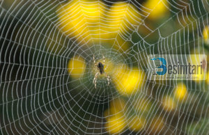 Mrekullia e rrjetës së merimangës, e cila përmendet në Kur’an