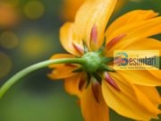 Disa mënyra për të fituar sevape !