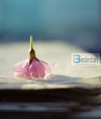 Argumente mbi ringjalljen dhe jetën e përtejme