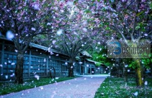 VDIQ DITËN E DASMËS SË SAJ