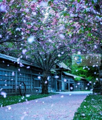 VDIQ DITËN E DASMËS SË SAJ