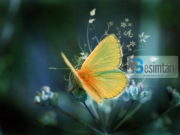 O ALLAH KËRKOJ TË MË MBROSH NGA PAAFTËSIA, PËRTACIA…