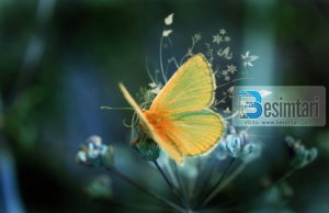 O ALLAH KËRKOJ TË MË MBROSH NGA PAAFTËSIA, PËRTACIA…