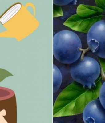 Fruti i cili i ndihmon nxënësit dhe studentët të mbajnë mendësh atë që mësojnë