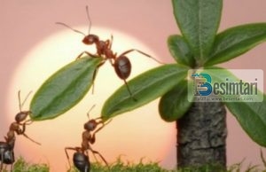 Insektet e përmendura në Kuran