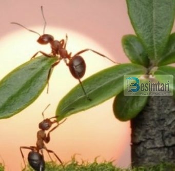 Insektet e përmendura në Kuran