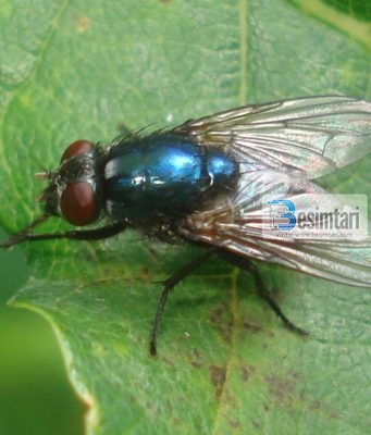 Mrekullia shkencore në krahun e mizës