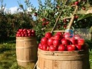 Molla dhe vlerat e saj të pazëvendësueshme