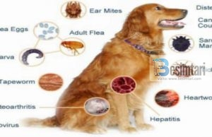 Muhamedi ﷺ ndaloi edukimin e qenve në shtëpi, shkenca vërteton dëmet