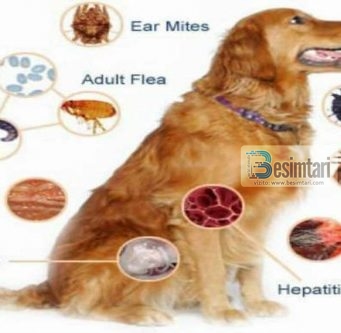 Muhamedi ﷺ ndaloi edukimin e qenve në shtëpi, shkenca vërteton dëmet
