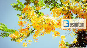 KUSH NDERON FEMRËN MË SHUMË SE FEJA ISLAME?