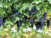 Rrushi, fruti i bekuar që përmendet 11 herë Kur’an