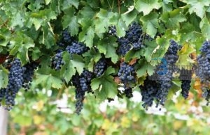 Rrushi, fruti i bekuar që përmendet 11 herë Kur’an