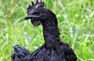 Ayam Cemani, pula e zezë e Indonezisë