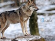 Solidariteti dhe bashkëpunimi në botën e qenieve të gjalla