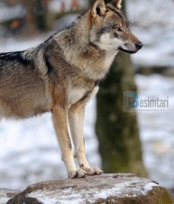 Solidariteti dhe bashkëpunimi në botën e qenieve të gjalla