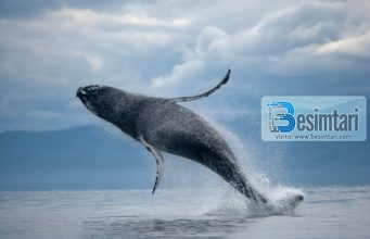 PËRSE MËLÇIA E BALENËS ËSHTË USHQIMI I PARË I BANORËVE TË XHENNETIT?