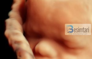 KJO ËSHTË KRIJIMTARIA E ALLAHUT: 120 TRILIONË QELIZA