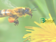 Nga të gjitha insektet vetëm bletët nuk do të jenë në xhehenem!