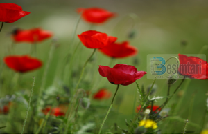 Këshillë për bashkëshortët