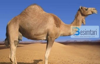 Mrekullia tek devetë