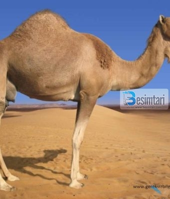 Mrekullia tek devetë