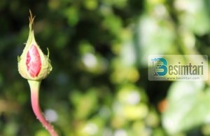 Devotshmëria dhe sjellja e mirë