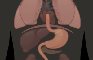 Fruti që ju pastron enët e gjakut