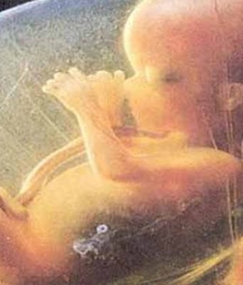 A e dini si krijohet njeriu?! Përshkrimi në Kur’an dhe zbulimi shkencor!