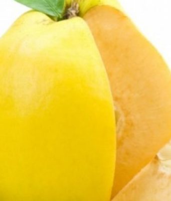 Ftoi, ilaçi vjeshtor që shëron shumë sëmundje