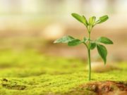 Cilet jane banoret e xhenetit Firdeus?