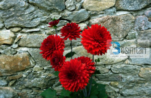 Kur u kthya burri nga xhamija ditën e xhumas , gruaja e pyeti burrin e saj ;