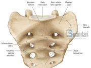 Ky është kërbishti, ashti i fundit i kurrizit nga i cili do të ringjallemi!