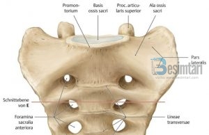Ky është kërbishti, ashti i fundit i kurrizit nga i cili do të ringjallemi!