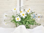 BUQETA NGA KOPËSHTI I TË DREJTËVE DHE TË UDHËZUARVE