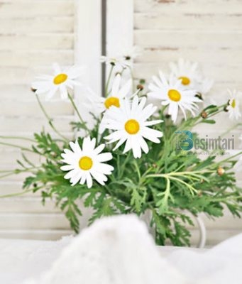 BUQETA NGA KOPËSHTI I TË DREJTËVE DHE TË UDHËZUARVE