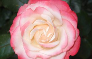 Cila është gruaja më e mirë?