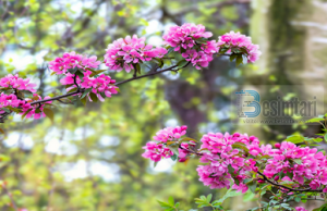 Kush është sadakaja rrjedhëse dhe dija e dobishme