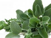 Bima që parandalon rënien e flokëve, rritet pikërisht në Shqipëri