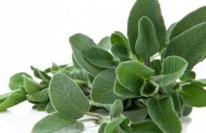 Bima që parandalon rënien e flokëve, rritet pikërisht në Shqipëri